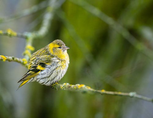 Close-up van een vrouwelijke sijs