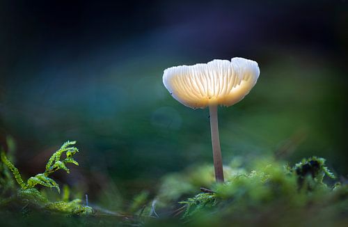 Champignon Macro Bleu Vert