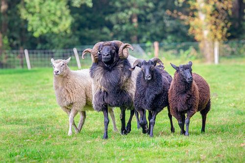 Four sheep run side by side in green meadow