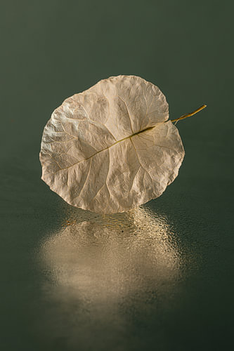 Botanisches, minimalistisches Stillleben – Bougainvillea-Blätter in Grün mit Spiegelung