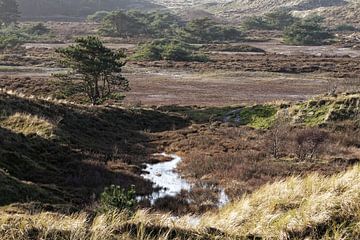 Schoorlse Duinen van Ronald Mallant