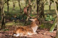 genieten van het zonnetje