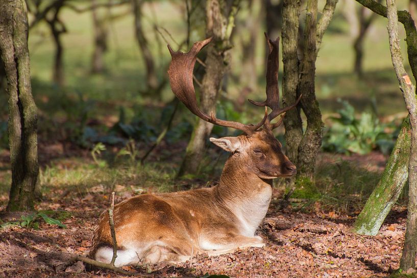 enjoy the sunshine by Wesley Klijnstra