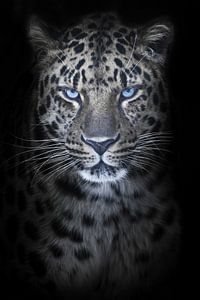 Léopard au clair de lune de nuit, yeux bleus brillants, fourrure décolorée fond noir, portrait de fa sur Michael Semenov