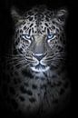 Luipaard in nachtelijk maanlicht, blauwe ogengloed, verkleurde pels zwarte achtergrond, volledig gez van Michael Semenov thumbnail