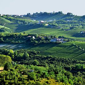 Weinberge im Piemont von Denise van Gerven