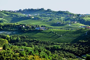 Vineyards in Piedmont by Denise van Gerven