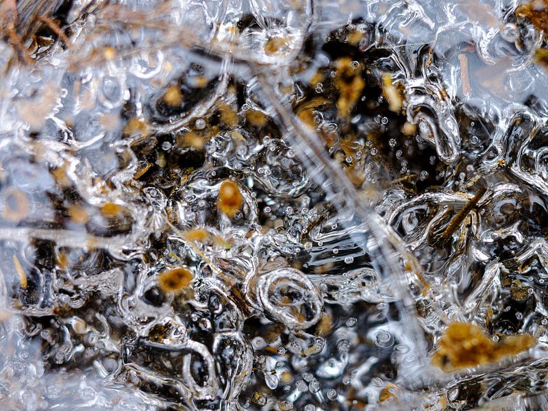 Macro photography at the La Hoëgne River, High Fens by Eddy Westdijk