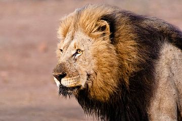 Lion, Panthera Leo by Caroline Piek
