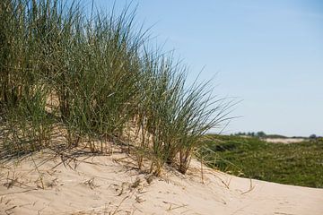 duinen katwijk by Rianne Ouwerkerk