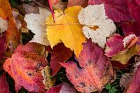 Herfst is een kleuren palet