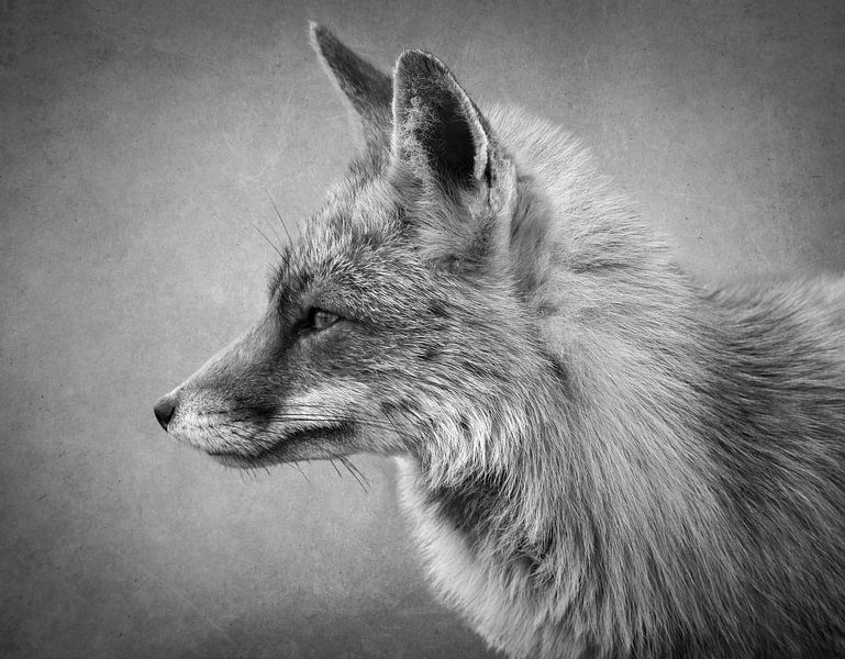 Portrait of a fox in black and white by Marjolein van Middelkoop
