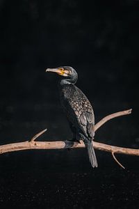 Kormoran mit atemberaubendem Federkleid.