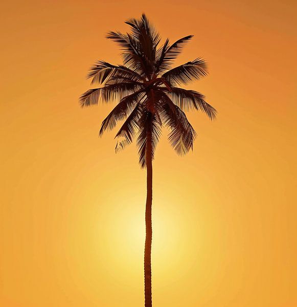 Palm tree in the sunlight by fernlichtsicht