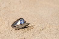 mussel on the beach by Cindy van der Sluijs thumbnail