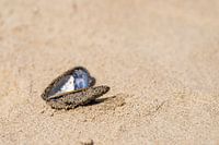 mossel op het strand