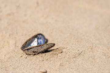 mussel on the beach by Cindy van der Sluijs