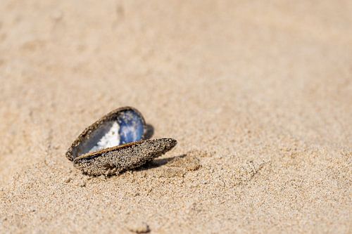 mussel on the beach