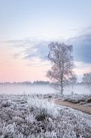 Winterlicher Sonnenaufgang auf der Heide