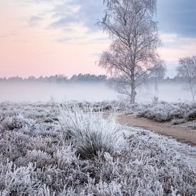 Winterlicher Sonnenaufgang auf der Heide von Marcel Blijleven
