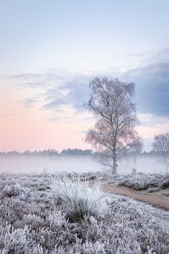 Winterse zonsopkomst op de heide