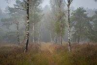 First signs of autumn.