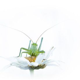 Grasshopper on white daisy by Judith Borremans