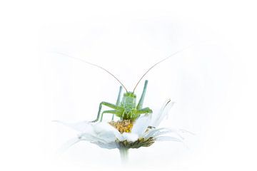 Grasshopper auf weißem Gänseblümchen
