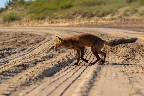 Renard traversant le sable