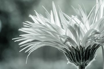 Gerbera sur Esther van Dijk