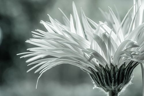Gerbera