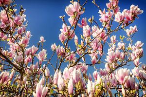 Magnolie