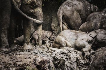 Borneodwergolifanten van Daniël Schonewille