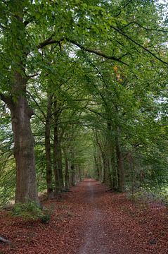 Eerbeek pad door de bos van Richard Wareham