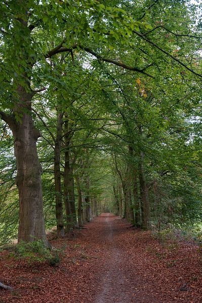 Eerbeek path through the forest by Richard Wareham