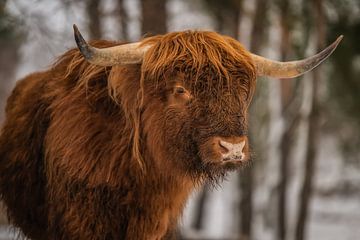 Schöne Hörner hat dieser schottische Highlander von Bas Fransen