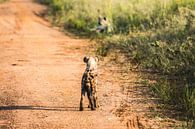 Hyena / Afrikaans landschap / Natuurfotografie / Oeganda van Jikke Patist thumbnail