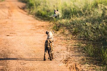 Hyena / Afrikaans landschap / Natuurfotografie / Oeganda van Jikke Patist