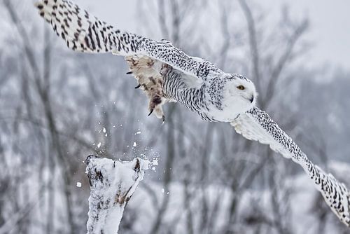 Schneeeule fliegt von verschneiter Baumkrone weg