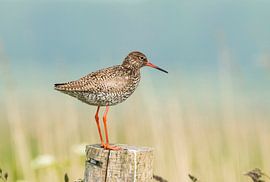 Rotschenkel, Tringa totanus