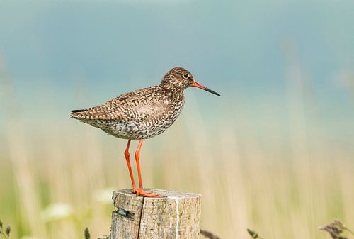 Tureluur, Tringa totanus