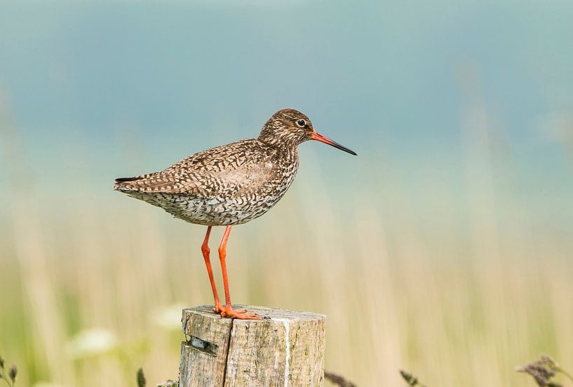 redshank by Gert Hilbink