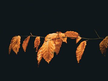 dunkler Herbst von snippephotography
