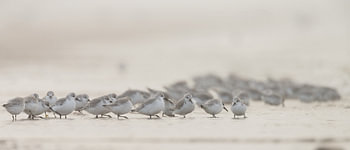 Sanderlinge am Strand