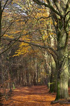 La forêt de hêtres en automne sur Eric Wander