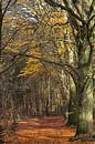 Buchenwald im Herbst von Eric Wander Miniaturansicht