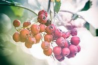 Herbstaufnahme von roten Beeren im Gegenlicht von Dirk Bartschat Miniaturansicht