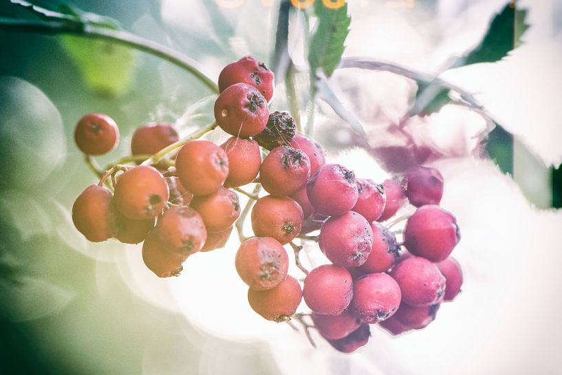 Herbstaufnahme von roten Beeren im Gegenlicht von Dirk Bartschat