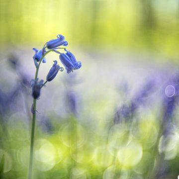 Des nuances de bleu sur Christl Deckx