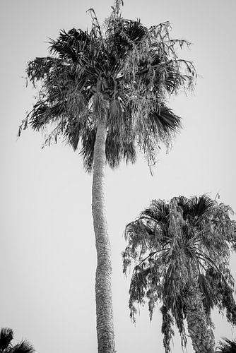 Palmbomen in zwart wit
